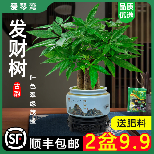 发财树小盆栽室内植物水培客厅招财摆件新款花卉绿植盆景好养易活