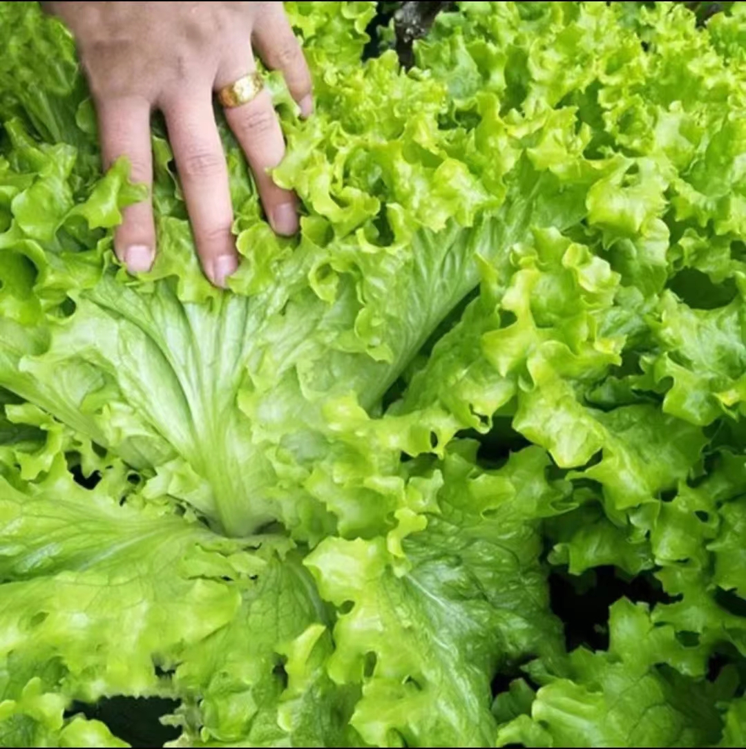 生菜意大利全年生菜王种子高产四季蔬菜阳台菜种孑籽种菜籽奶油籽-图0