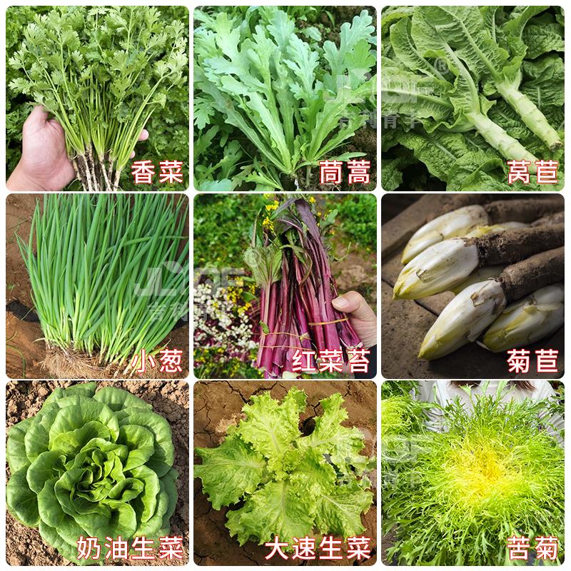 四季种植蔬菜子香菜苔小葱豌豆苗孔雀生菜油麦茼蒿荠菜春夏菜种籽-图0