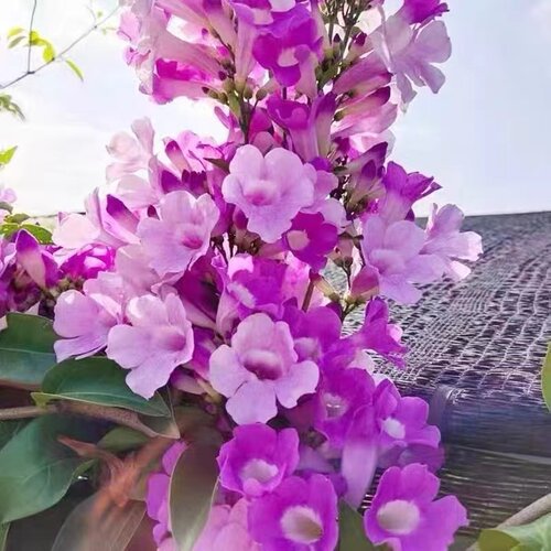 蒜香藤花 紫铃藤 阳台庭院盆栽攀援蒜香藤花苗 当年开花爬藤绿植 - 图0
