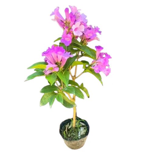 蒜香藤花 紫铃藤 阳台庭院盆栽攀援蒜香藤花苗 当年开花爬藤绿植 - 图3
