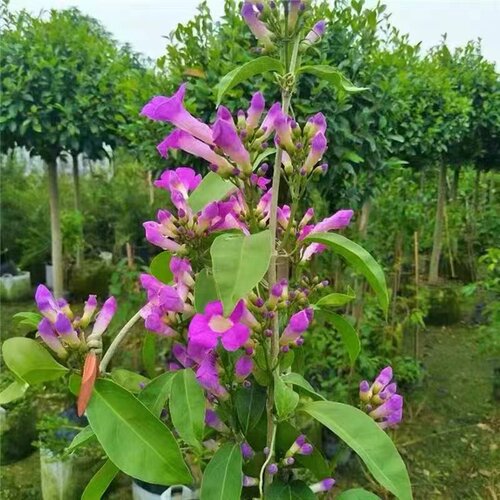 蒜香藤花 紫铃藤 阳台庭院盆栽攀援蒜香藤花苗 当年开花爬藤绿植 - 图2