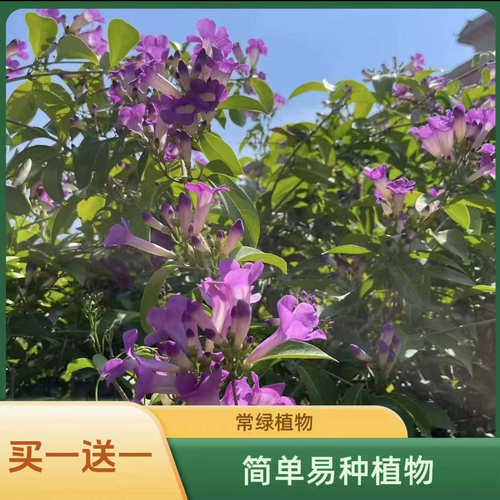 蒜香藤花苗 紫铃藤花 耐晒爬藤植物四季庭院阳台垂吊攀爬围墙植物 - 图3