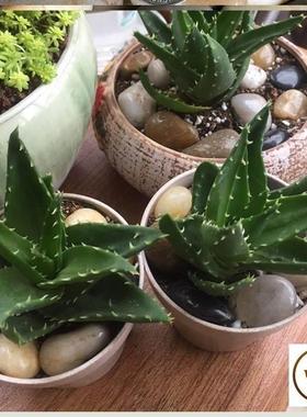 极速鱼缸彩石大鱼缸池水草缸养乌龟D小石子小石粒铺底花瓶里的花