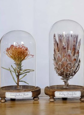 玻璃罩植物标本干花文艺复古家居摆件书架桌面陈列创Y意礼物科普
