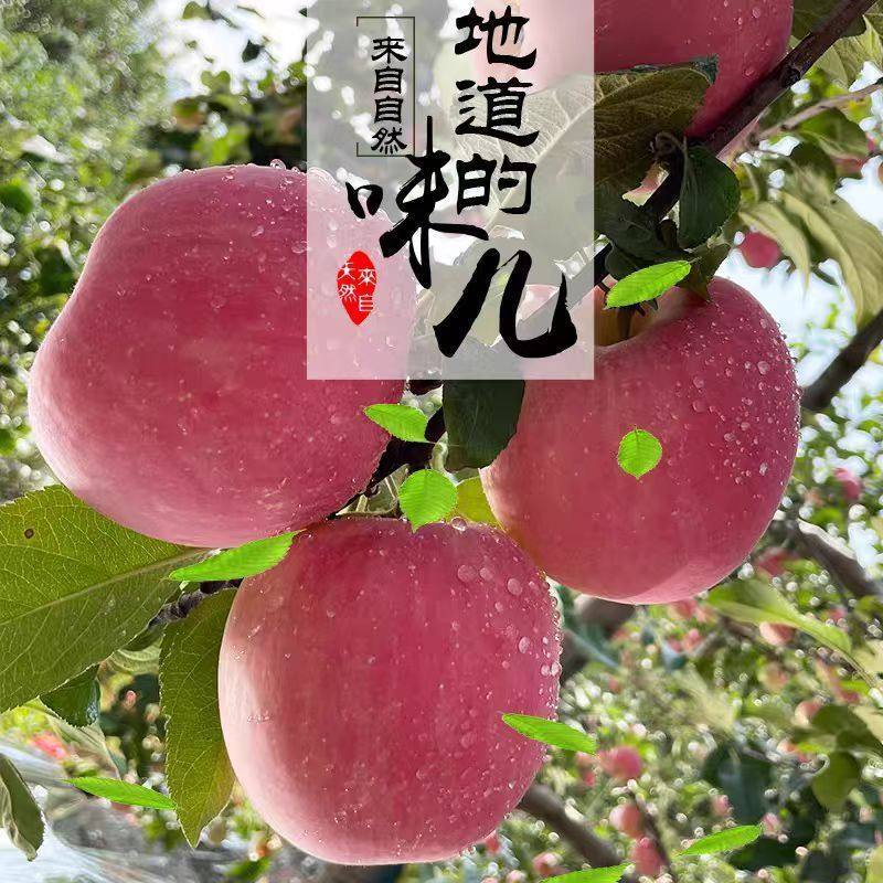 陕西洛川高山苹果10水果新鲜当季整箱红富士冰糖心脆甜正宗包邮斤,淘宝优惠券,粉丝福利购,淘宝优惠卷