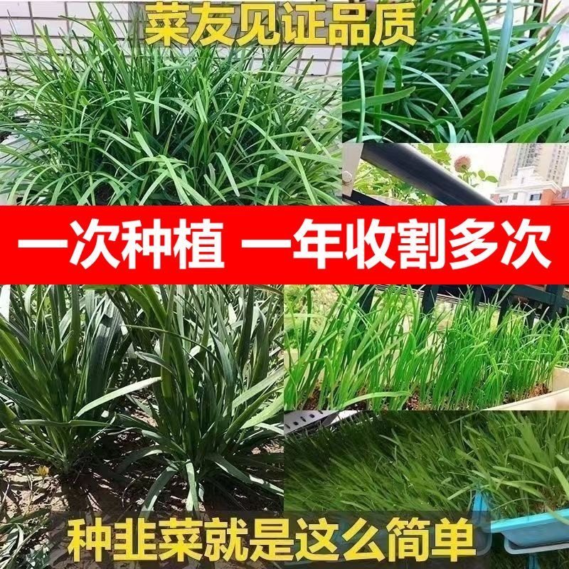 新韭菜根苗现挖红紫根小细叶阳台室内盆景栽大宽叶带根农家老品种,淘宝优惠券,粉丝福利购,淘宝优惠卷