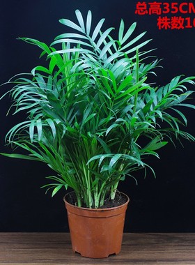 袖珍椰子散尾葵客厅好养植物办公室内净化空气吸甲醛桌面