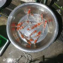 2 ornamental fish brocade carp randomly haircut 10 to 30 cm