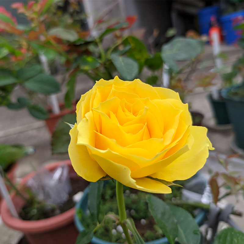 狮子座月季花苗黄色勤花大花浓香玫瑰欧月阳台盆栽庭院花卉植物-图2