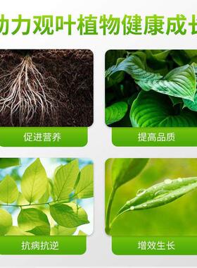 大叶绿萝专用营养液治黄叶发蔫耷拉烂根绿罗水培土栽爬藤爬架肥料