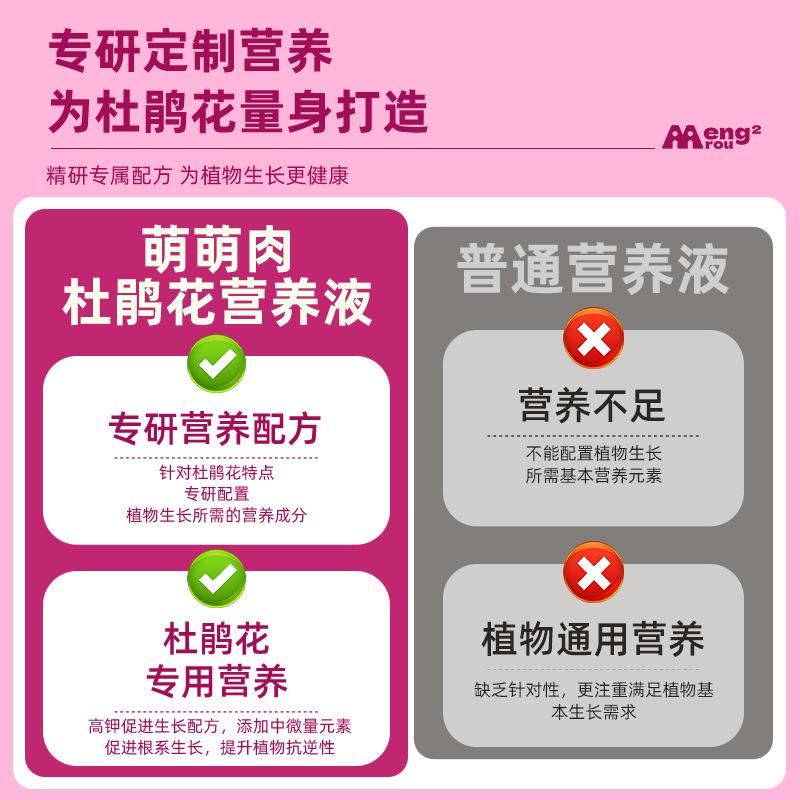 杜鹃花专用营养液强根健苗花苞满枝让杜鹃生机盎然花期延长营养液 - 图2