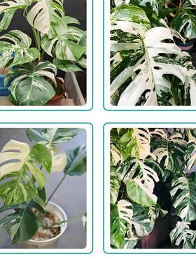 营养液天南星科绿植营养液观叶植物室内盆栽肥料龟背竹彩叶芋专用
