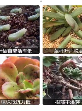 多肉出锦剂金枝玉叶多肉出锦药水上色剂优芽素多肉专用肥料控释肥