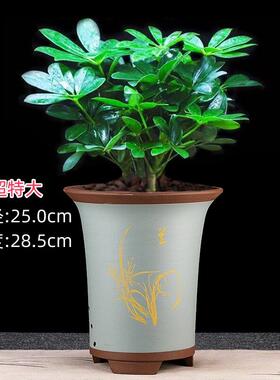 宜兴紫砂兰花盆大口径君子兰盆陶瓷兰草盆专用盆带托盘透气