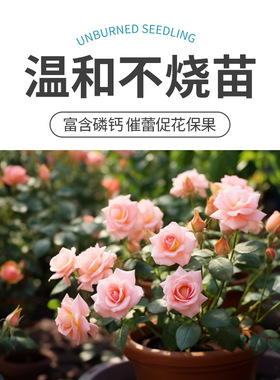 艾尚棵骨粉花肥花卉专用开花粉脱脂骨粉肥料通用型园艺骨粉生根粉