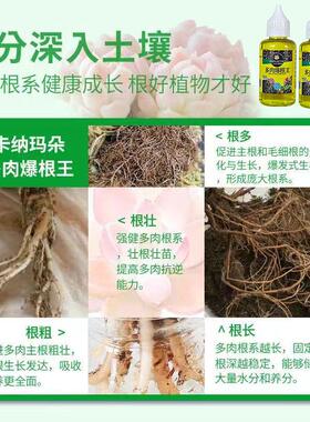 八个老头多肉爆根王快速生根液壮苗剂多肉植物专用养花水肥营养液