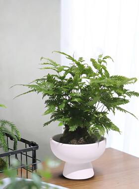无孔苔藓球蕨类植物水仙容器禅意黑色陶瓷托盘专用花盆水培器皿
