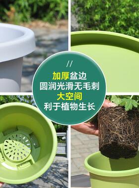 加厚矮款树脂花盆塑料透气球根郁金香百合朱顶红藏红花专用大号盆