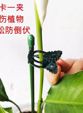 水培植物支撑杆定植杆固定杆园艺攀爬防倒伏水养绿植爬藤架固定器