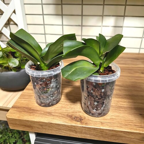 奶茶杯蝴蝶兰花盆半水培兰花专用盆套盆绿植盆栽闷养塑料花盆家用 - 图1