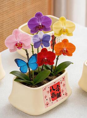 家用蝴蝶兰吊兰多肉专用植物花盆高级感居家室内陶瓷透气宽口花盆