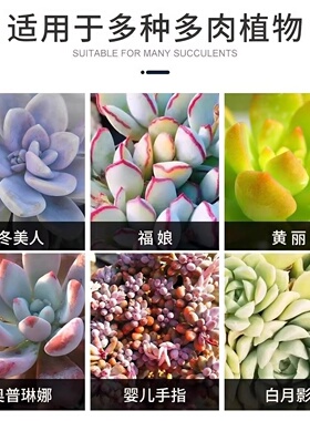 优芽素多肉专用爆芽素促生长营养液促侧芽花卉绿植通用发芽矮胖素