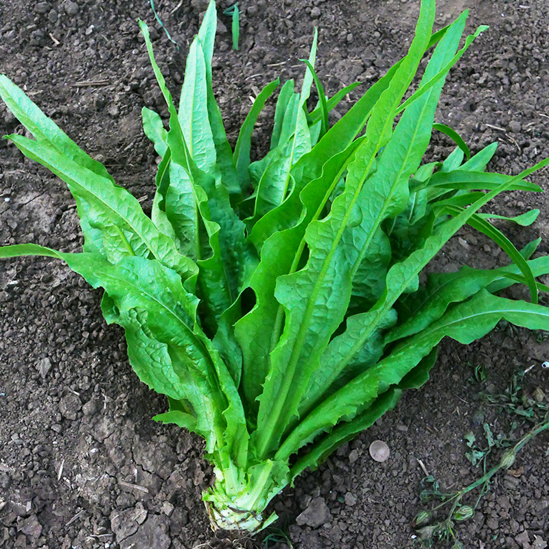 大棵油麦菜种子四季青菜种籽菜籽盆栽籽种菜苗秧苗春秋种孑米香 - 图1