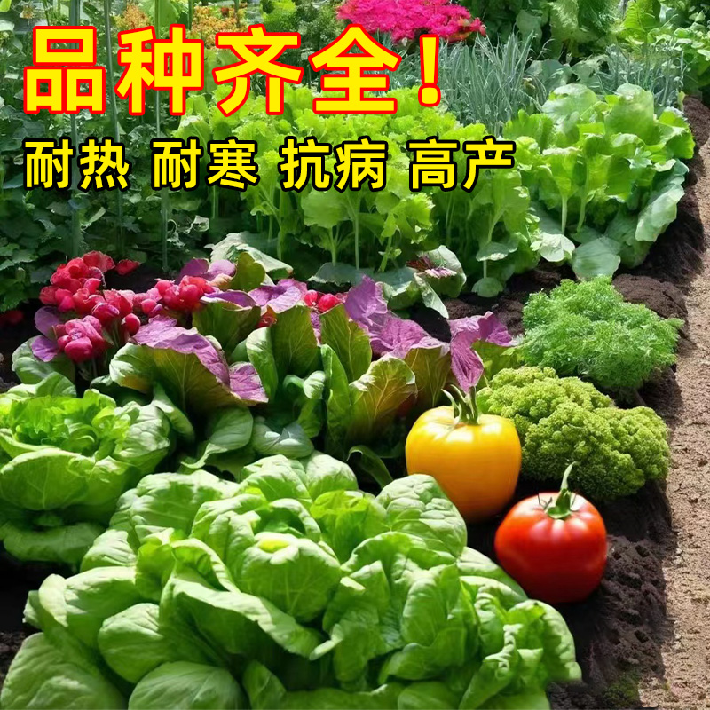 蔬菜种孑菜种子大全四季播种盆栽春秋香菜草莓生菜番茄小西红柿籽