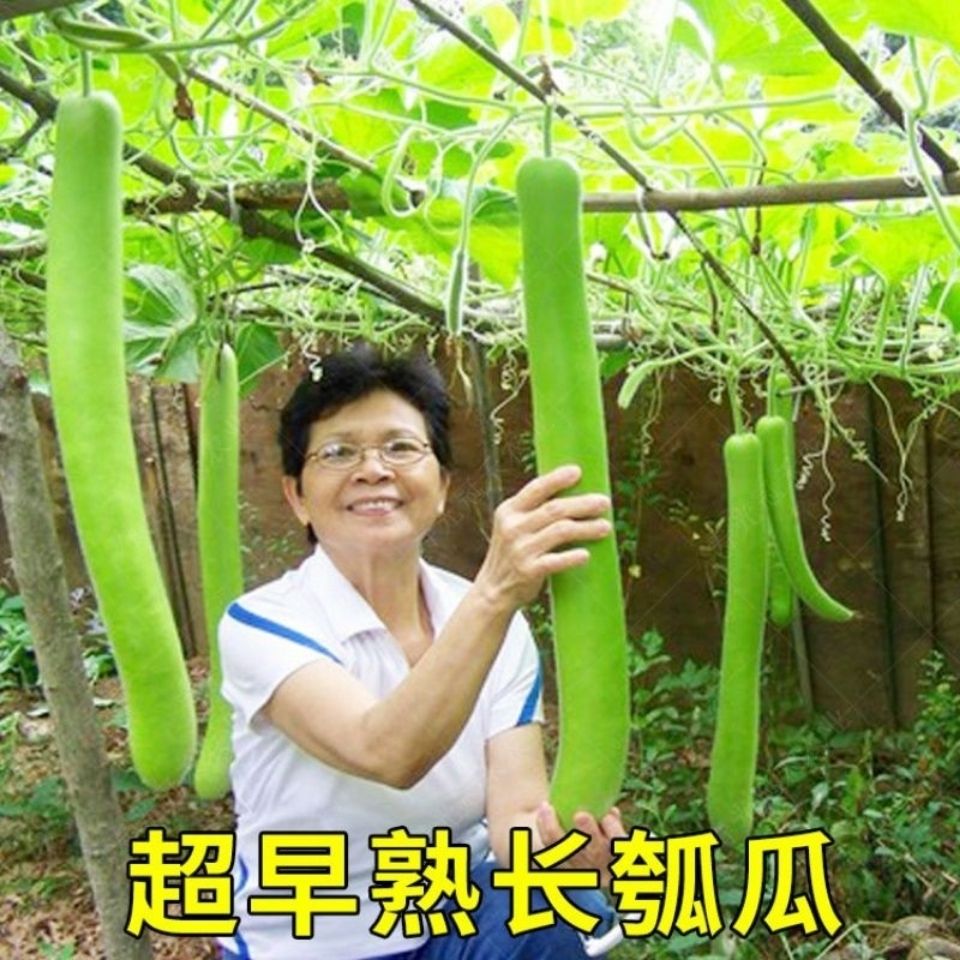 孝感长瓠子瓜种子蒲瓜菜葫芦种籽菜瓜大田庭院盆栽爬藤蔬菜种孑 - 图1