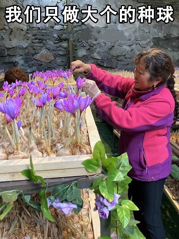 番红花种球多年生藏红花球根盆栽花苗可食用易成活耐寒花卉种籽孑-图0