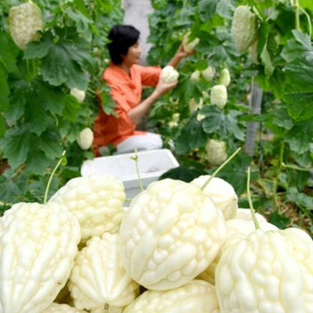 新品苹果苦瓜种子甘甜水果苦瓜种子台湾苹果苦瓜种子蔬菜种子 - 图2