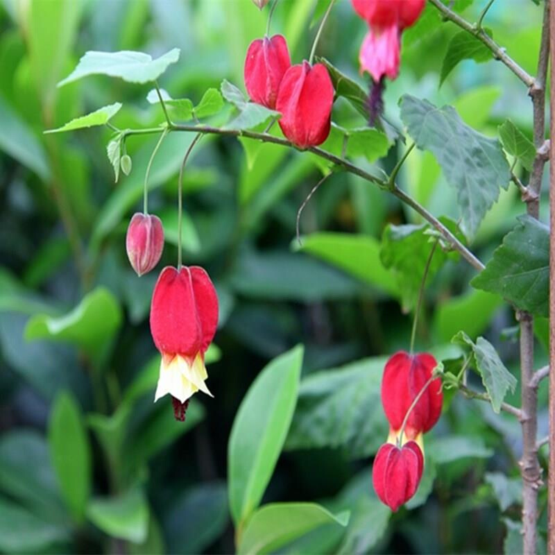 灯笼花红红火火带花苞发爬藤植物阳台庭院围栏攀援花卉藤本红灯笼 - 图1