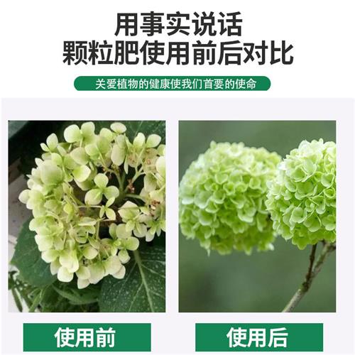 绣球花肥料营养液专用调色肥绣球花专用肥料控释肥颗粒缓释复合肥-图1