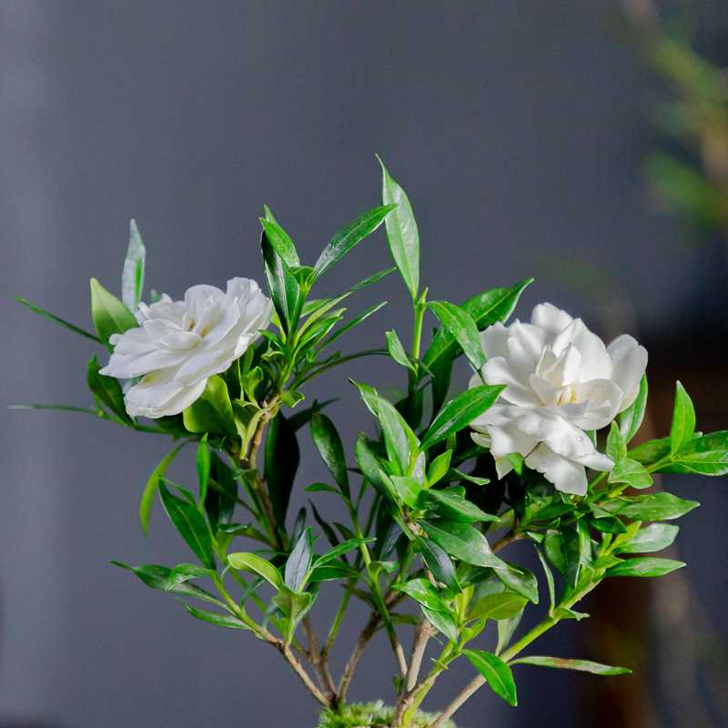 小叶栀子花四季盆栽植物室内好养办公室桌面带盆景花苞开花小绿植 - 图1