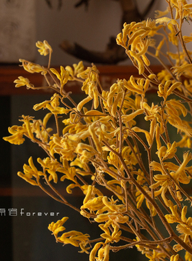 新品进口干c花家居轻奢软装样板间装饰搭配花束金黄色永生花袋鼠