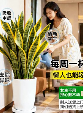 虎皮兰绿植客厅大型盆栽净化空气办公室四季好养耐旱室内精品植物
