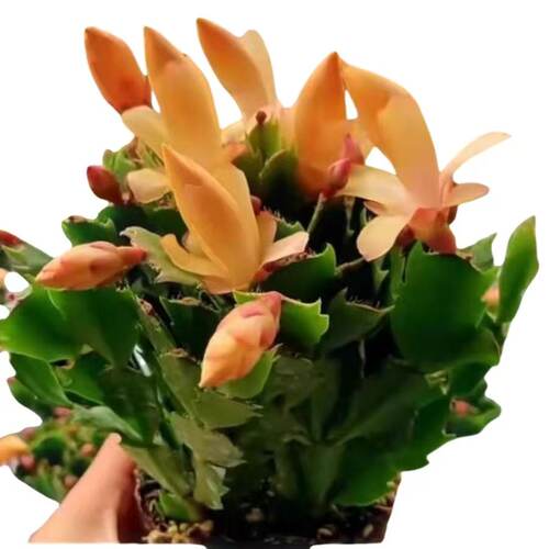进口新品重瓣大花黄金蟹爪兰花期带花苞室内阳台花卉绿植多色好养 - 图3