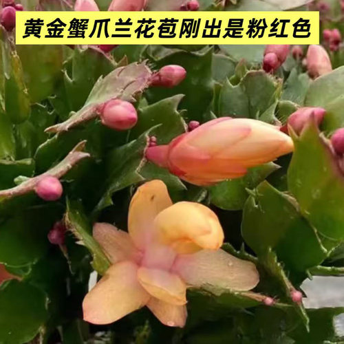 进口新品重瓣大花黄金蟹爪兰花期带花苞室内阳台花卉绿植多色好养 - 图0