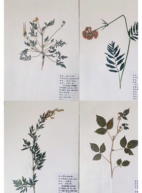 标本植物木棉花标本中药标本定制中医图框药源墙中医药材标本展示
