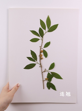 植物标本定制中草药环创中草药植物标本手册中药汤剂挂画医学摆件
