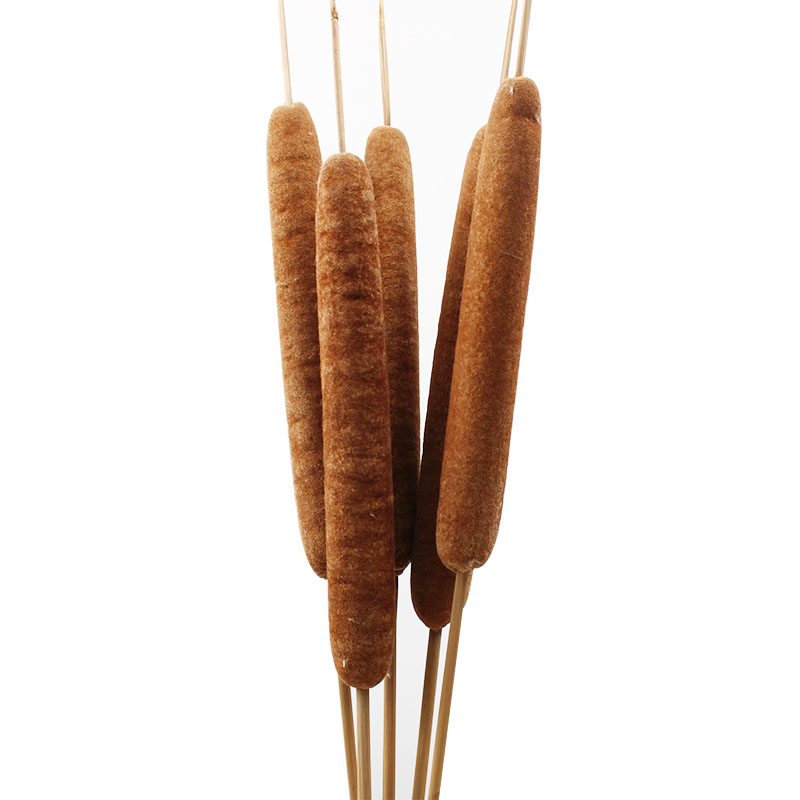 速发干花蒲草蒲棒花摆拍芦苇花绢花道腊烛水烛香蒲摄台拍舞水具 - 图3