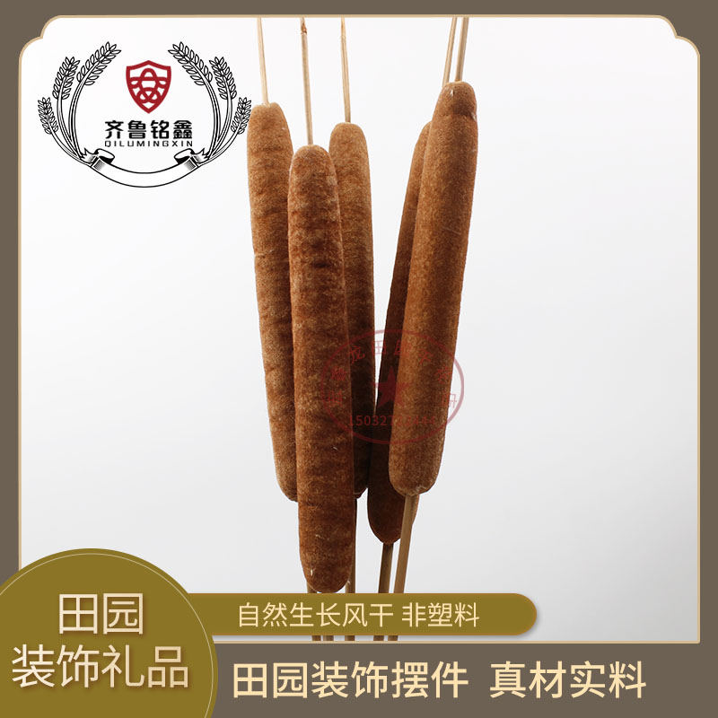 速发干花蒲草蒲棒花摆拍芦苇花绢花道腊烛水烛香蒲摄台拍舞水具 - 图2