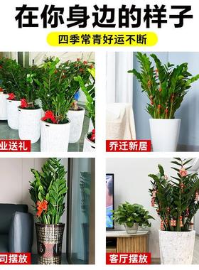 金钱树客厅大花盆栽绿植室内客厅大型绿色植物圆叶发财树开业乔迁