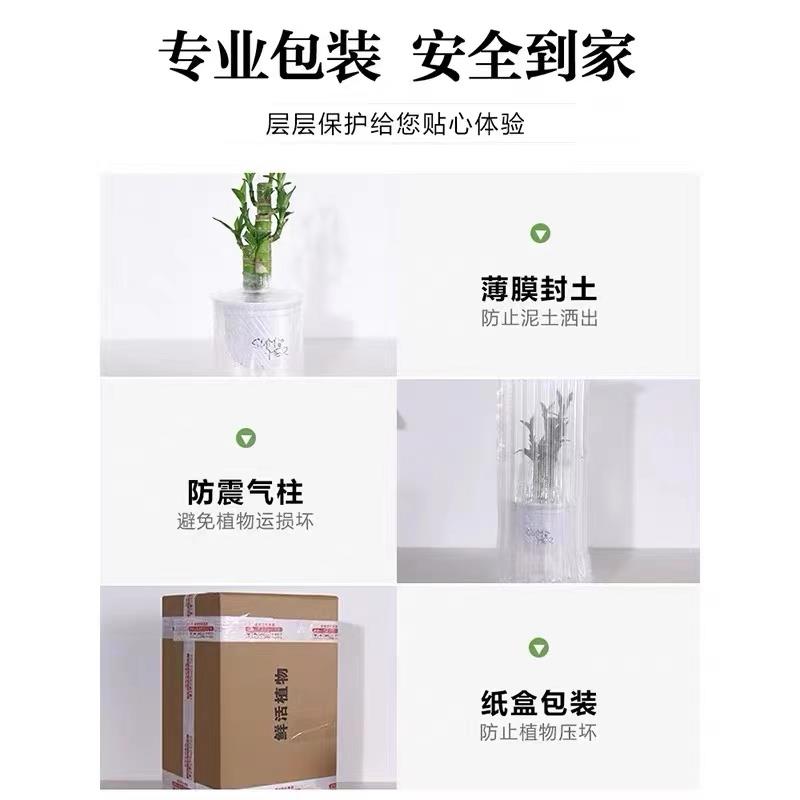 绿萝水培绿植物盆栽室内发财树富贵竹文绿箩薄荷多肉花卉四季好养