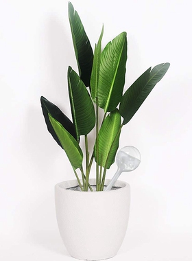 好货6 Pcs Clear Plant Watering Bulbs Garden Watering