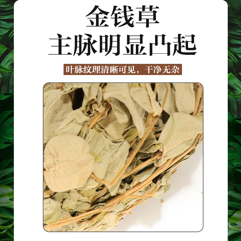 养益君金钱草250g全株广金钱草茶可做金钱石清茶原料大叶金钱-图3