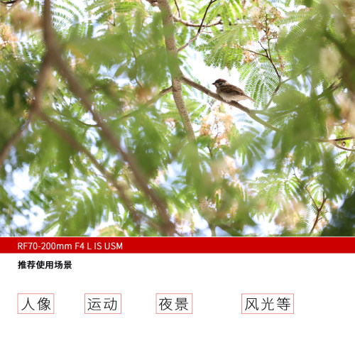 Canon/佳能RF70-200mm F4 L IS USM中远摄变焦镜头微单人像风光 - 图2