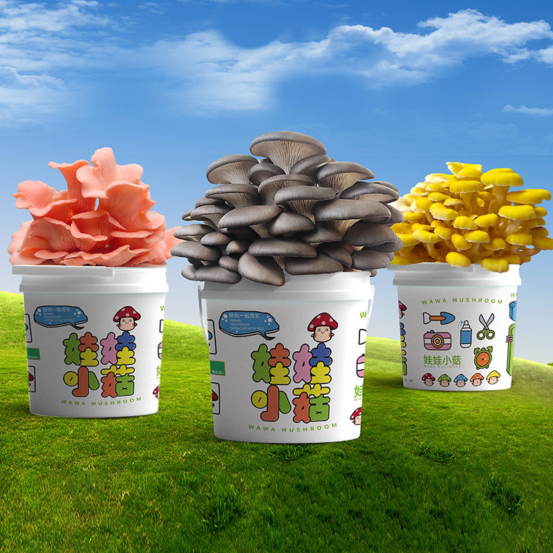 平菇蘑菇种植包蘑菇种植桶盆栽种子可食用菌菌棒多肉植物阳台种菜 - 图2