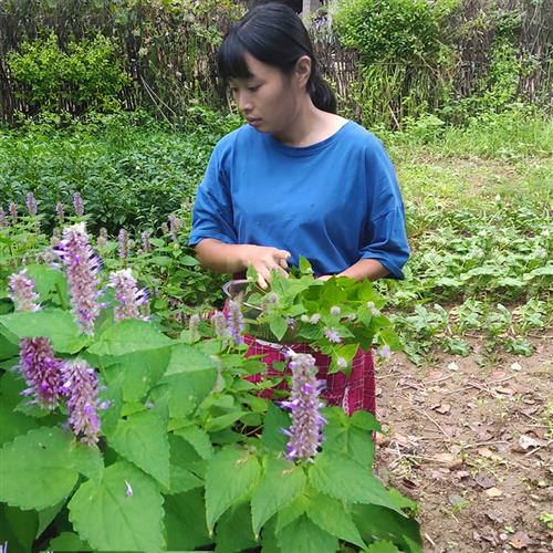 河南五香叶藿香苗老桩可食用植物盆栽蔬菜苗草种植鱼香霍香大茴香 - 图1